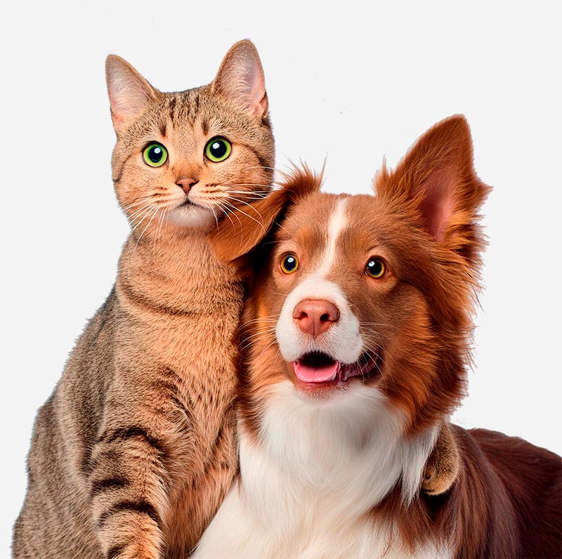 Piensos para perros y gatos